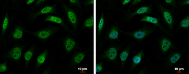 Anti-hnRNP R antibody [N1N2], N-term used in Immunocytochemistry/ Immunofluorescence (ICC/IF). GTX106526