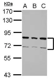 Anti-hnRNP R antibody [N1N2], N-term used in Western Blot (WB). GTX106526