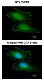 Anti-PEF1 antibody [N2C3] used in Immunocytochemistry/ Immunofluorescence (ICC/IF). GTX106588