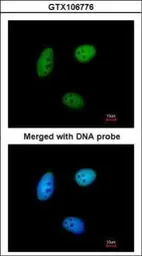 Anti-MAF1 antibody used in Immunocytochemistry/ Immunofluorescence (ICC/IF). GTX106776