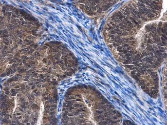 Anti-C6orf97 antibody used in IHC (Paraffin sections) (IHC-P). GTX107144