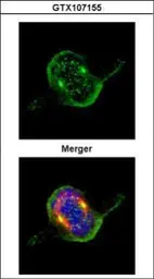 Anti-ZWINT antibody used in Immunocytochemistry/ Immunofluorescence (ICC/IF). GTX107155