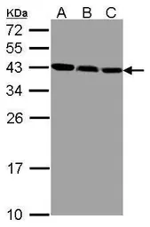Anti-ZWINT antibody used in Western Blot (WB). GTX107155