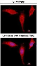 Anti-EIF4A1 antibody used in Immunocytochemistry/ Immunofluorescence (ICC/IF). GTX107319