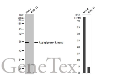 Anti-Acylglycerol kinase antibody used in Western Blot (WB). GTX107413