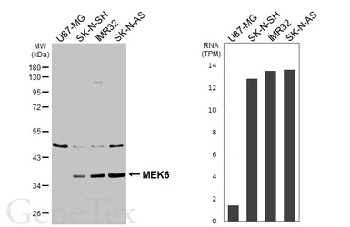 Anti-MEK6 antibody [N1C3] used in Western Blot (WB). GTX107445