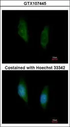 Anti-MEK6 antibody [N1C3] used in Immunocytochemistry/ Immunofluorescence (ICC/IF). GTX107445