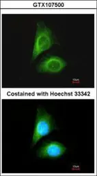 Anti-MST3 antibody [N1C1] used in Immunocytochemistry/ Immunofluorescence (ICC/IF). GTX107500