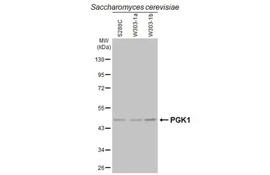 Anti-PGK1 antibody used in Western Blot (WB). GTX107614
