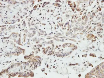 Anti-SHANK1 antibody [C3], C-term used in IHC (Paraffin sections) (IHC-P). GTX107701