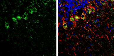 Anti-SHANK1 antibody [C3], C-term used in IHC (Frozen sections) (IHC-Fr). GTX107701
