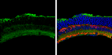 Anti-Activin Receptor Type IA antibody used in IHC (Frozen sections) (IHC-Fr). GTX107815