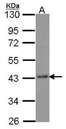 Anti-Selenophosphate synthetase 1 antibody used in Western Blot (WB). GTX107924