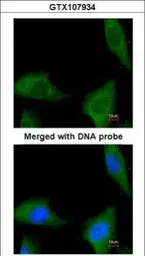 Anti-COASY antibody [N3C3-3] used in Immunocytochemistry/ Immunofluorescence (ICC/IF). GTX107934