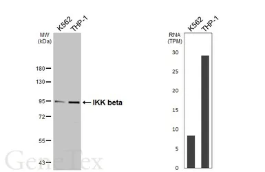 Anti-IKK beta antibody used in Western Blot (WB). GTX107970