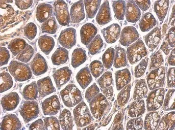 Anti-VAM1 antibody [N1], N-term used in IHC (Paraffin sections) (IHC-P). GTX108010