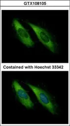 Anti-Munc 13-4 antibody [C3], C-term used in Immunocytochemistry/ Immunofluorescence (ICC/IF). GTX108105