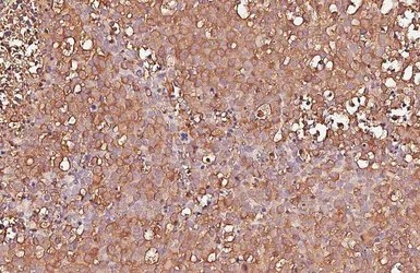 Anti-GHS-R1 antibody [N1], N-term used in IHC (Paraffin sections) (IHC-P). GTX108171