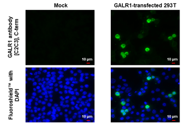 Anti-GALR1 antibody [C2C3], C-term used in Immunocytochemistry/ Immunofluorescence (ICC/IF). GTX108207