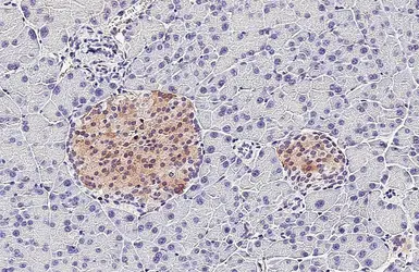Anti-GALR1 antibody [C2C3], C-term used in IHC (Paraffin sections) (IHC-P). GTX108207