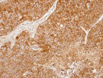 Anti-PRX IV antibody used in IHC (Paraffin sections) (IHC-P). GTX108256