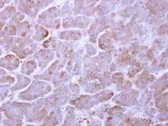 Anti-ARL1 antibody used in IHC (Paraffin sections) (IHC-P). GTX108258