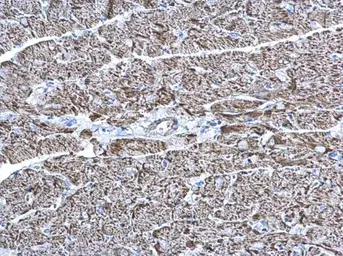Anti-COX6A2 antibody [N3C3] used in IHC (Paraffin sections) (IHC-P). GTX108261