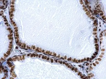 Anti-Histone H2A.X antibody used in IHC (Paraffin sections) (IHC-P). GTX108272