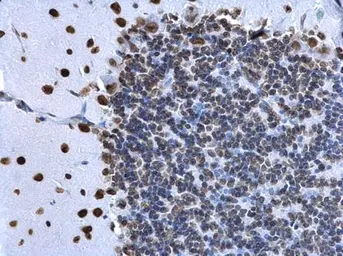Anti-Histone H2A.X antibody used in IHC (Paraffin sections) (IHC-P). GTX108272