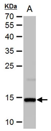 Anti-Histone H2A.X antibody used in Western Blot (WB). GTX108272