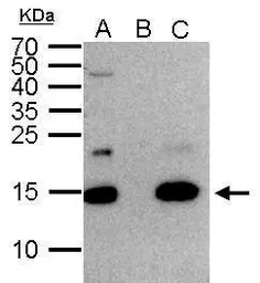 Anti-Histone H2A.Z antibody used in Immunoprecipitation (IP). GTX108273