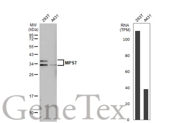 Anti-MPST antibody [C2C3], C-term used in Western Blot (WB). GTX108274
