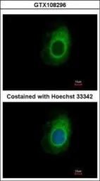 Anti-eRF1 antibody used in Immunocytochemistry/ Immunofluorescence (ICC/IF). GTX108296