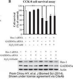 Anti-HES1 antibody [N1], N-term used in Western Blot (WB). GTX108356
