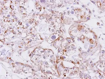 Anti-Inhibin beta A antibody used in IHC (Paraffin sections) (IHC-P). GTX108405