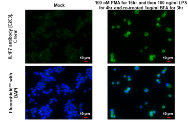 Anti-IL1F7 antibody [C2C3], C-term used in Immunocytochemistry/ Immunofluorescence (ICC/IF). GTX108419