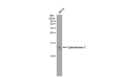 Anti-Cytochrome C antibody used in Western Blot (WB). GTX108585
