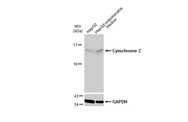 Anti-Cytochrome C antibody used in Western Blot (WB). GTX108585