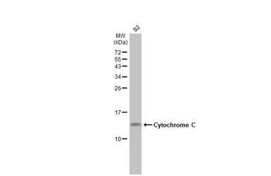 Anti-Cytochrome C antibody used in Western Blot (WB). GTX108585