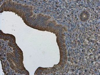 Anti-ZO-1 antibody used in IHC (Paraffin sections) (IHC-P). GTX108592