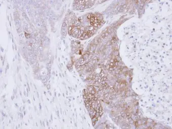 Anti-RAB3C antibody [N1C3] used in IHC (Paraffin sections) (IHC-P). GTX108610