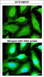 Anti-TrxR1 antibody [N3C2], Internal used in Immunocytochemistry/ Immunofluorescence (ICC/IF). GTX108727