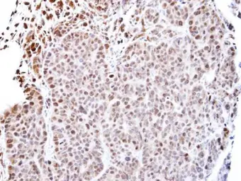 Anti-TEAD4 antibody used in IHC (Paraffin sections) (IHC-P). GTX108750