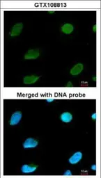 Anti-MTGR1 antibody [C1C3] used in Immunocytochemistry/ Immunofluorescence (ICC/IF). GTX108813