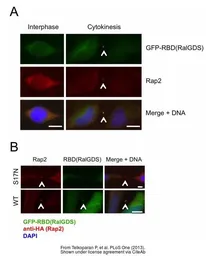 Anti-RAP2A antibody [N1C3-2] used in Immunocytochemistry/ Immunofluorescence (ICC/IF). GTX108831