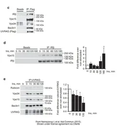 Anti-PI3 kinase p150 antibody [C1C3] used in Western Blot (WB). GTX108953