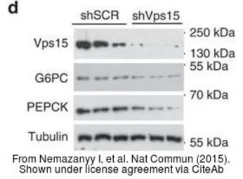 Anti-PI3 kinase p150 antibody [C1C3] used in Western Blot (WB). GTX108953