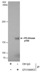 Anti-PI3 kinase p150 antibody [C1C3] used in Immunoprecipitation (IP). GTX108953