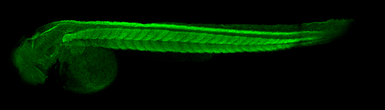 Anti-Creatine kinase (muscle) antibody [N2C3] used in IHC (Whole mount) (IHC-Wm). GTX108969