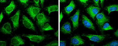 Anti-SLC25A13 antibody [N3C2], Internal used in Immunocytochemistry/ Immunofluorescence (ICC/IF). GTX109001